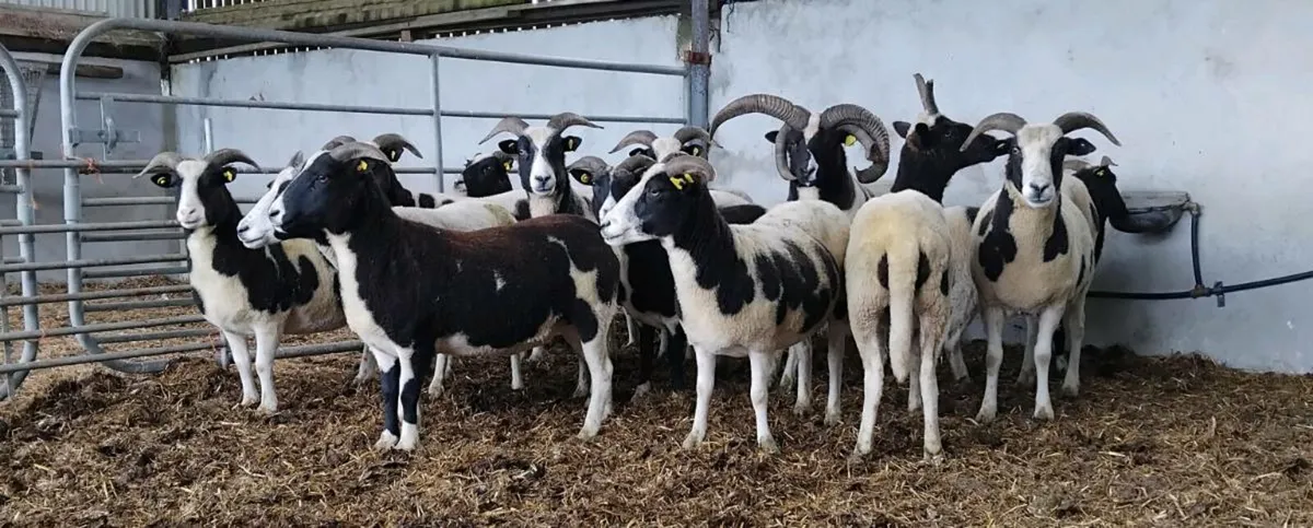 ⭐️⭐️12 Jacobs ewes and Ram⭐️⭐️ - Image 4