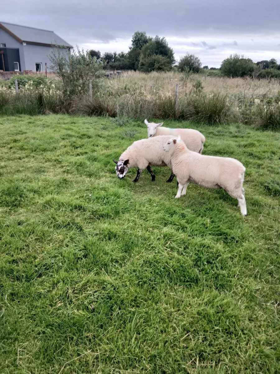 Ram lambs - Image 1