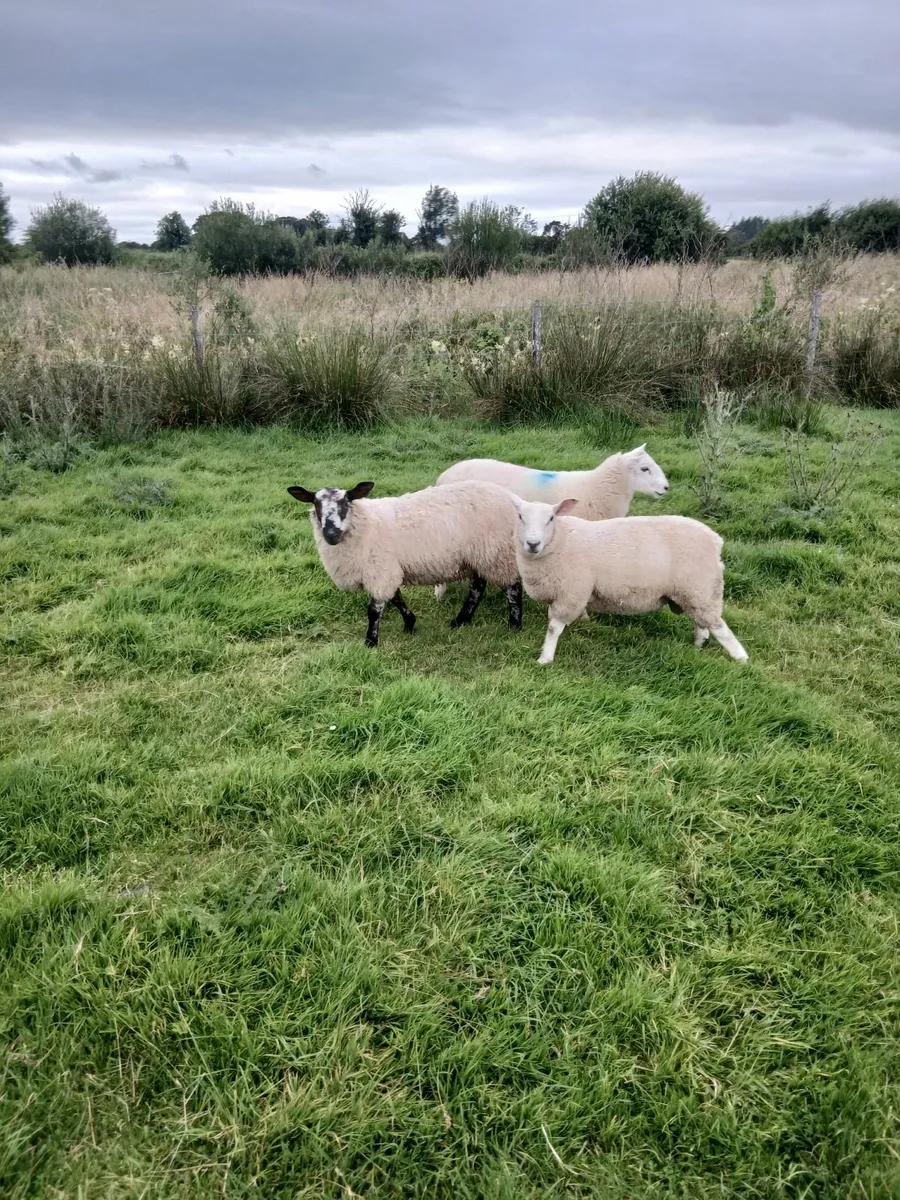 Ram lambs - Image 2