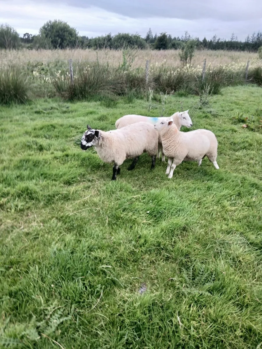 Ram lambs - Image 3