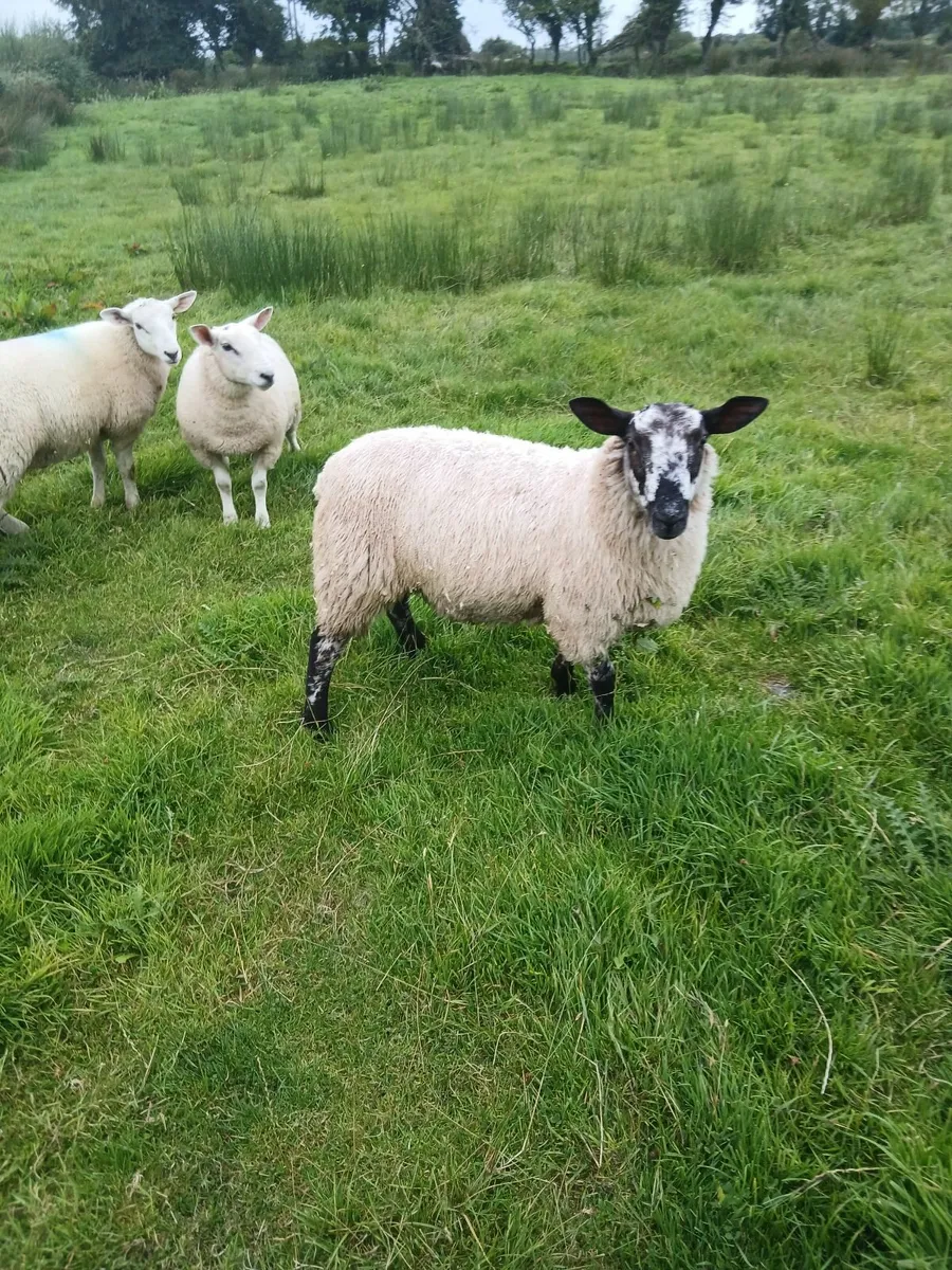 Ram lambs - Image 4