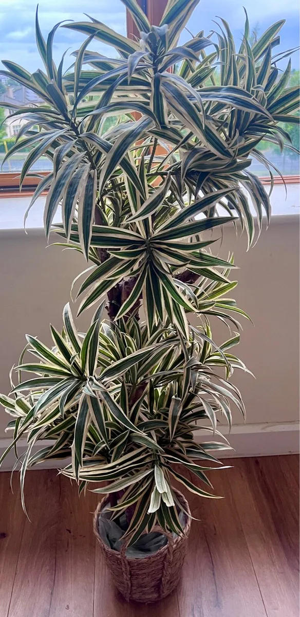 Artificial plant. Quick sale! - Image 3