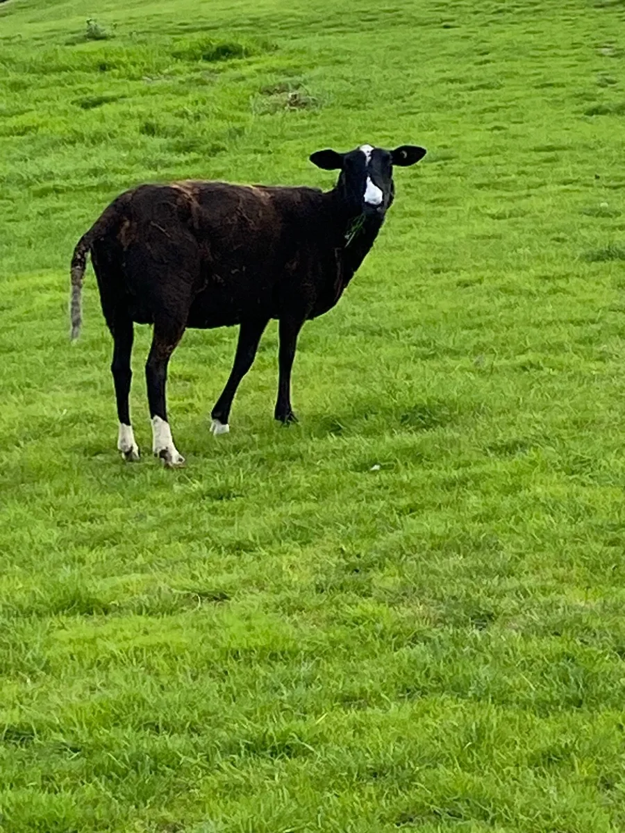 Zwartble sheep - Image 2