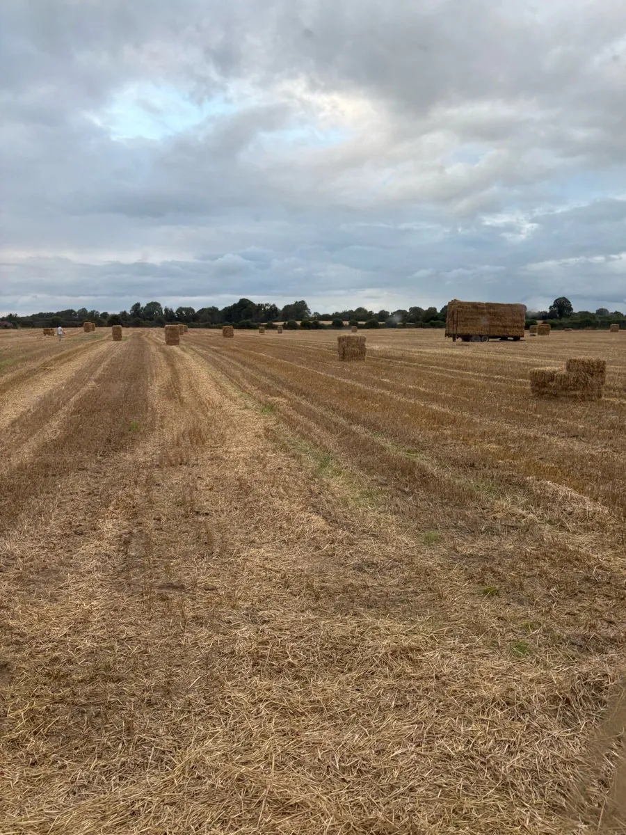 Barley straw - Image 3