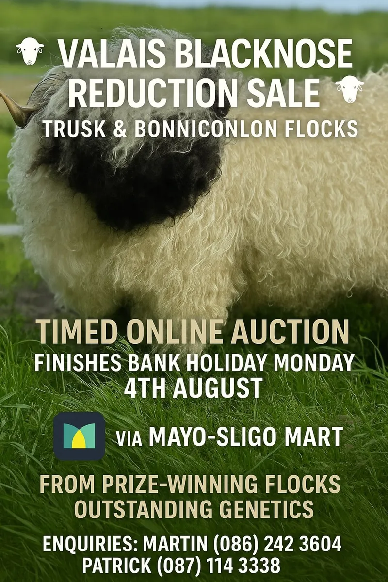 Valais Blacknose Major Reduction Sale MartEye - Image 1