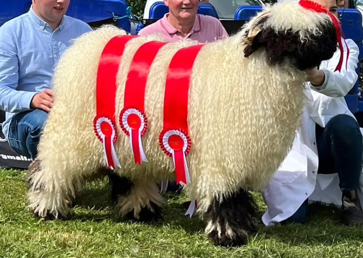 Valais Blacknose Major Reduction Sale MartEye - Image 2