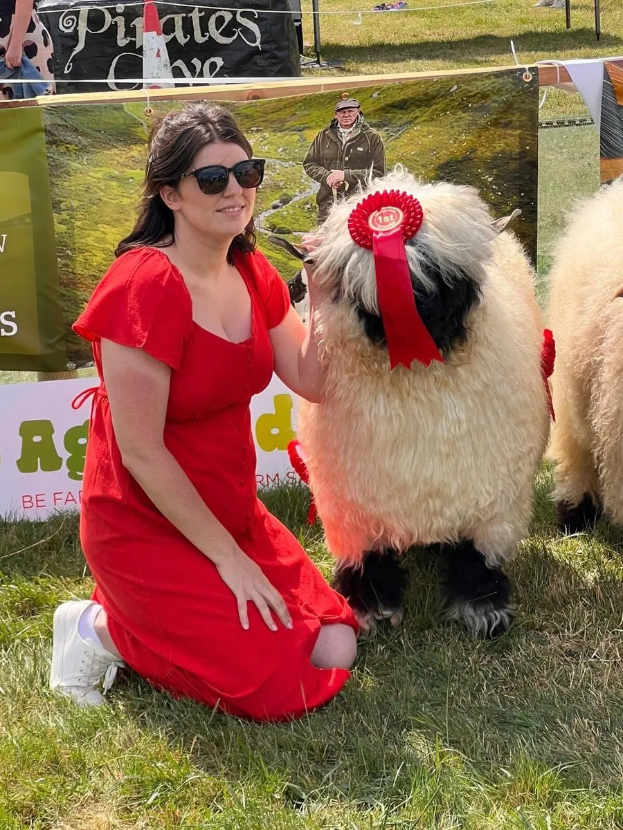 Valais Blacknose Major Reduction Sale MartEye - Image 4