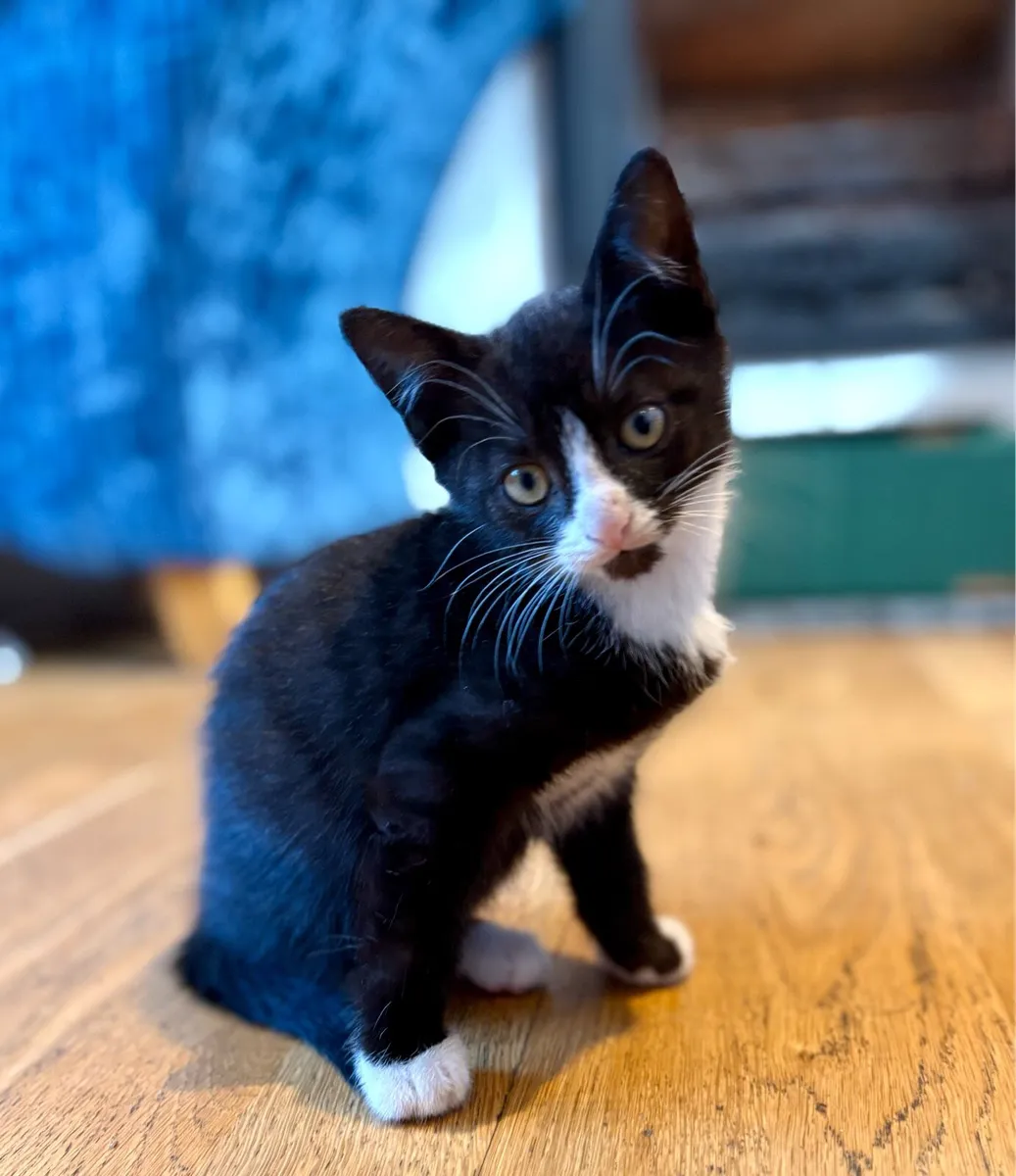 Kitten male - Image 1