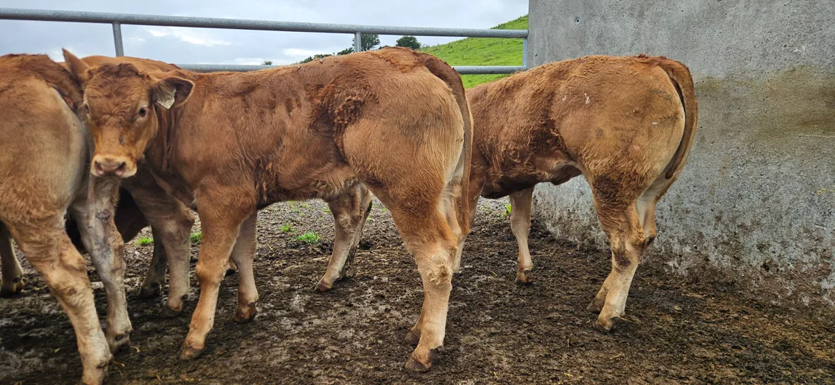 10 Super U Grade Heifers - Image 3