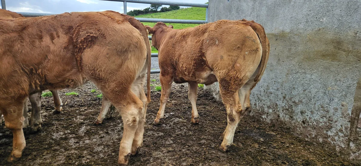 10 Super U Grade Heifers - Image 4