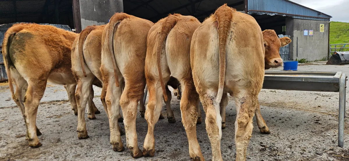 10 Super U Grade Heifers - Image 1