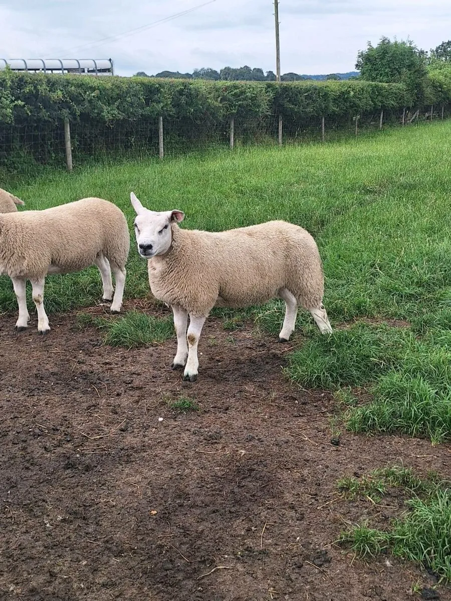 💥PURE BREED TEXEL EWE LAMBS💥 - Image 1