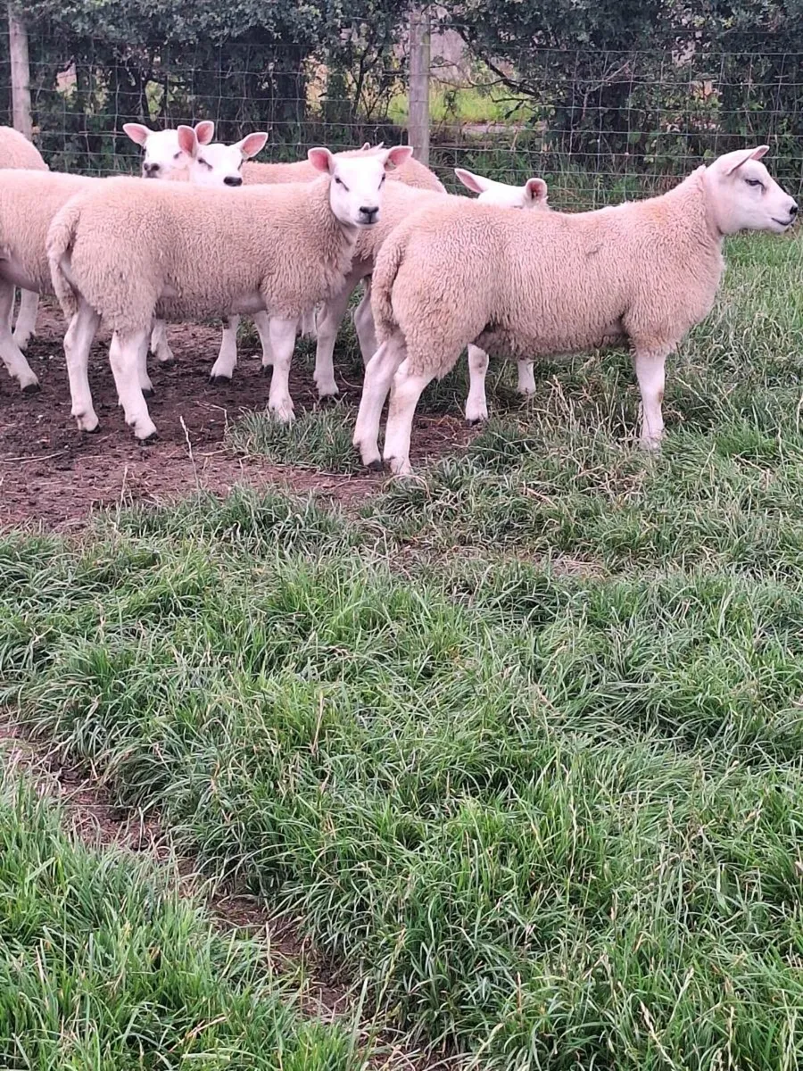 💥PURE BREED TEXEL EWE LAMBS💥 - Image 2