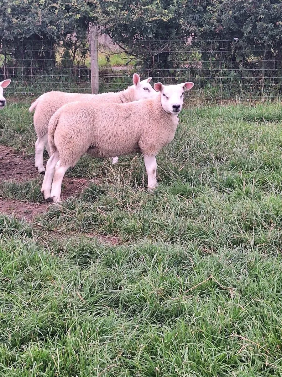 💥PURE BREED TEXEL EWE LAMBS💥 - Image 3