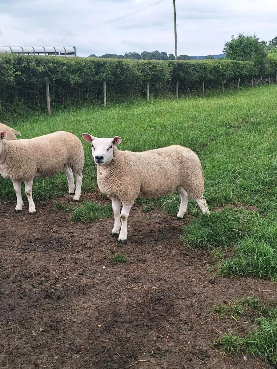 💥PURE BREED TEXEL EWE LAMBS💥 - Image 4