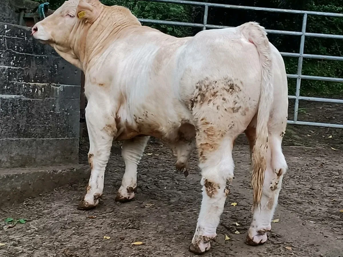 Charolais Bull - Image 1