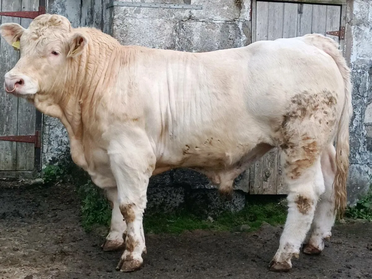Charolais Bull - Image 2