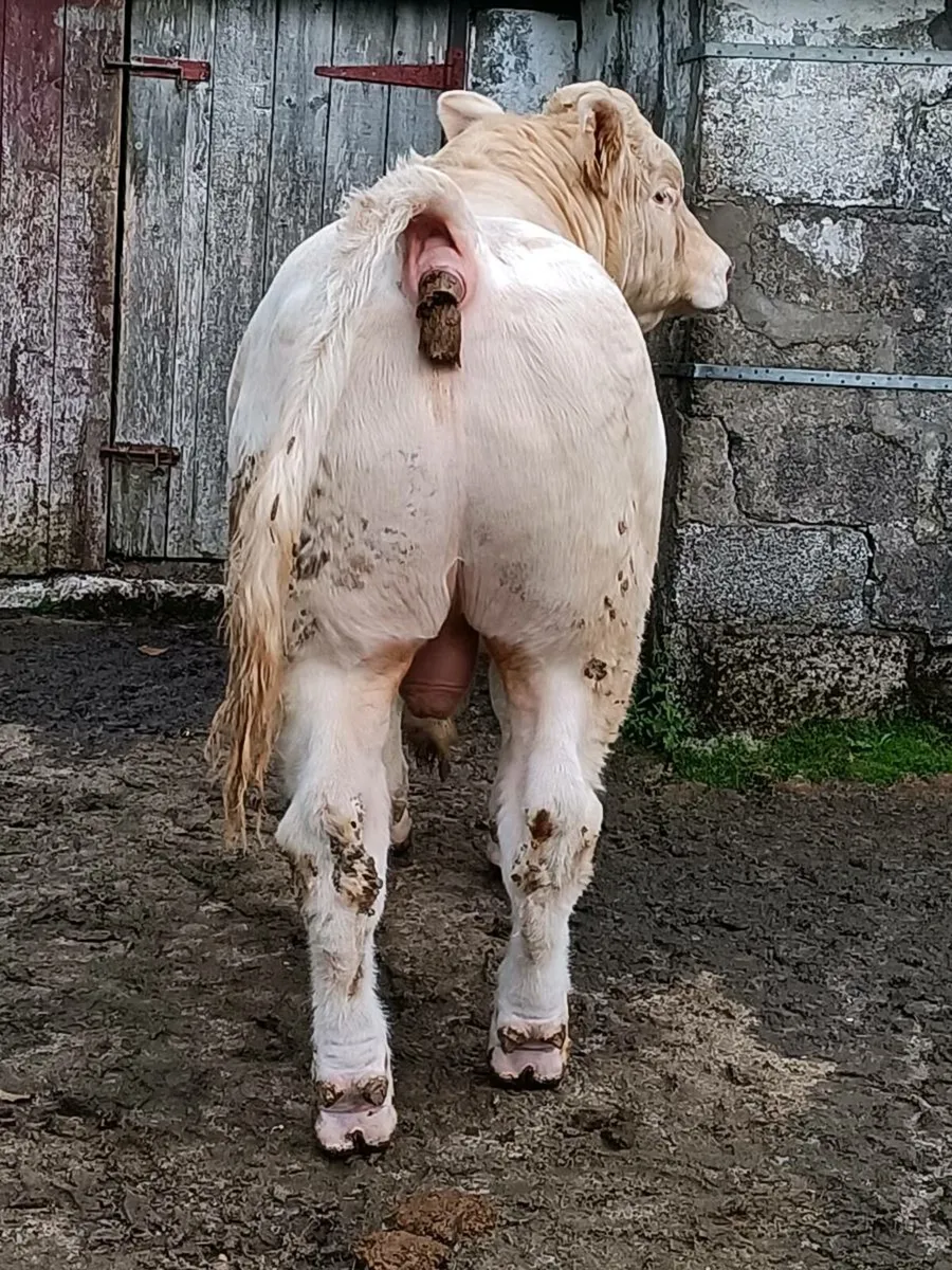 Charolais Bull - Image 3