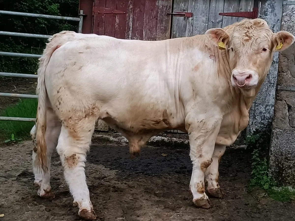 Charolais Bull - Image 4