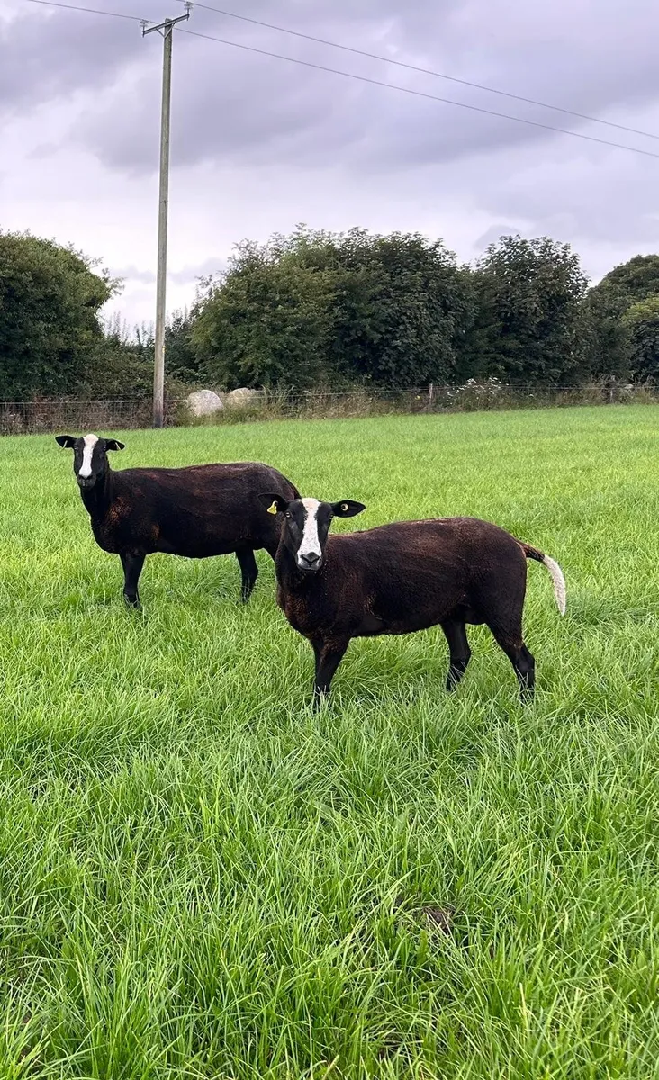 Zwartble sheep - Image 3