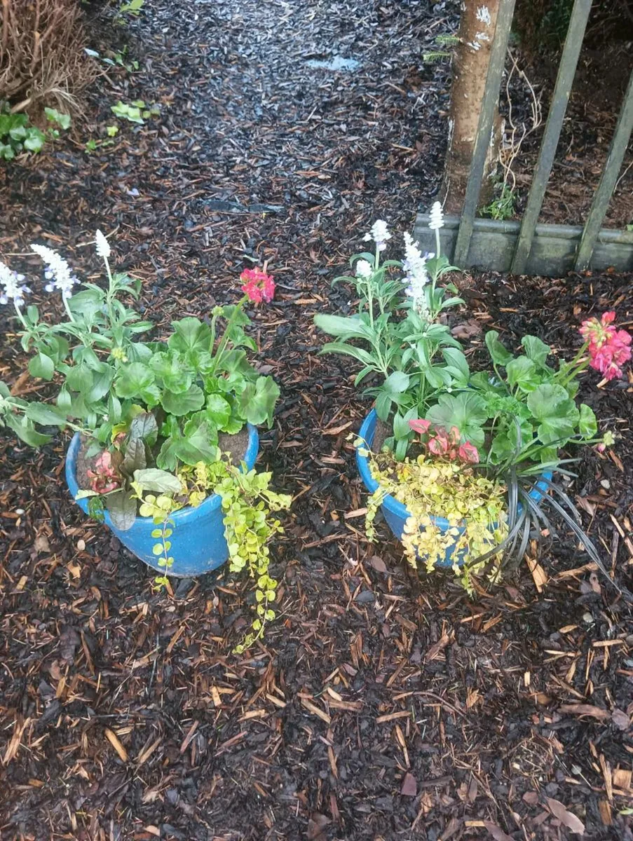 2 beautiful full pots, blue pots plastic very nice - Image 1