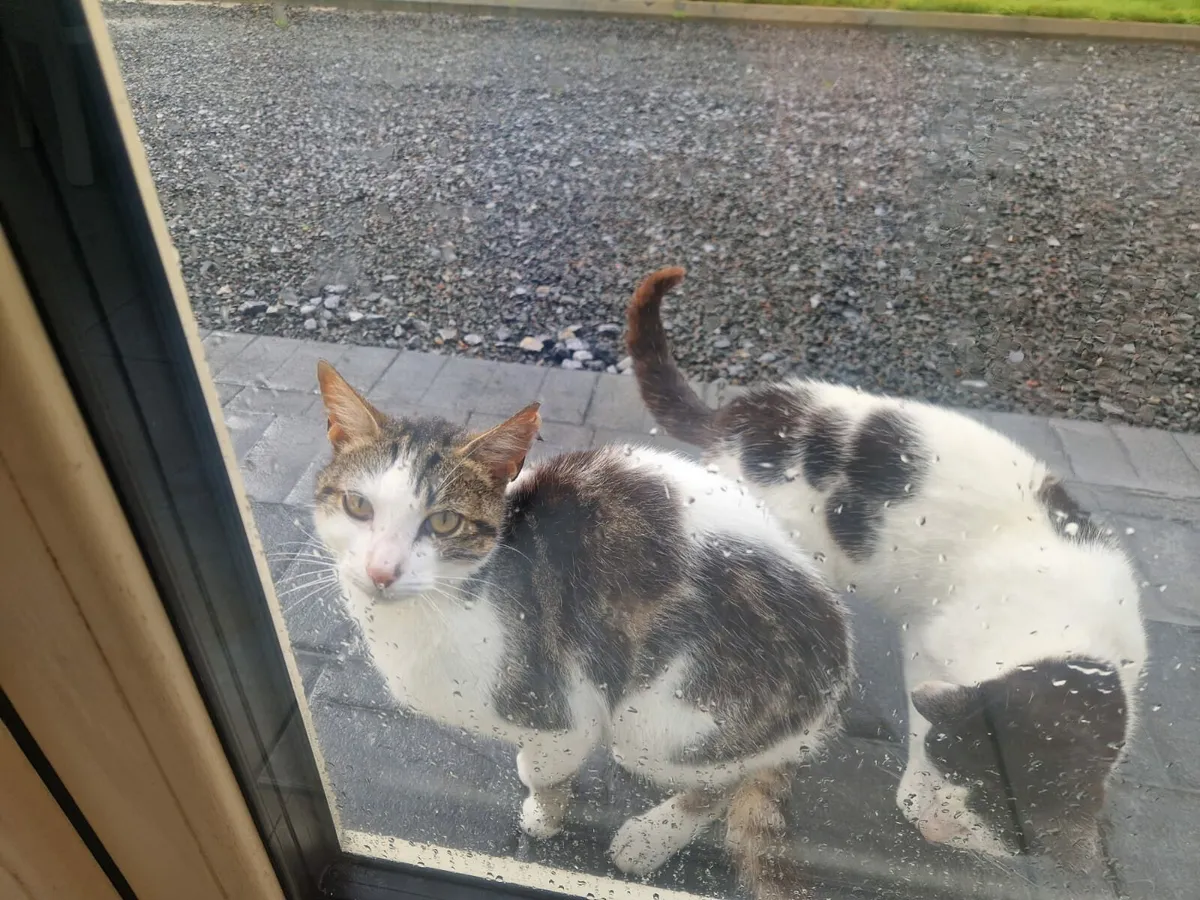2 Cats - Image 1