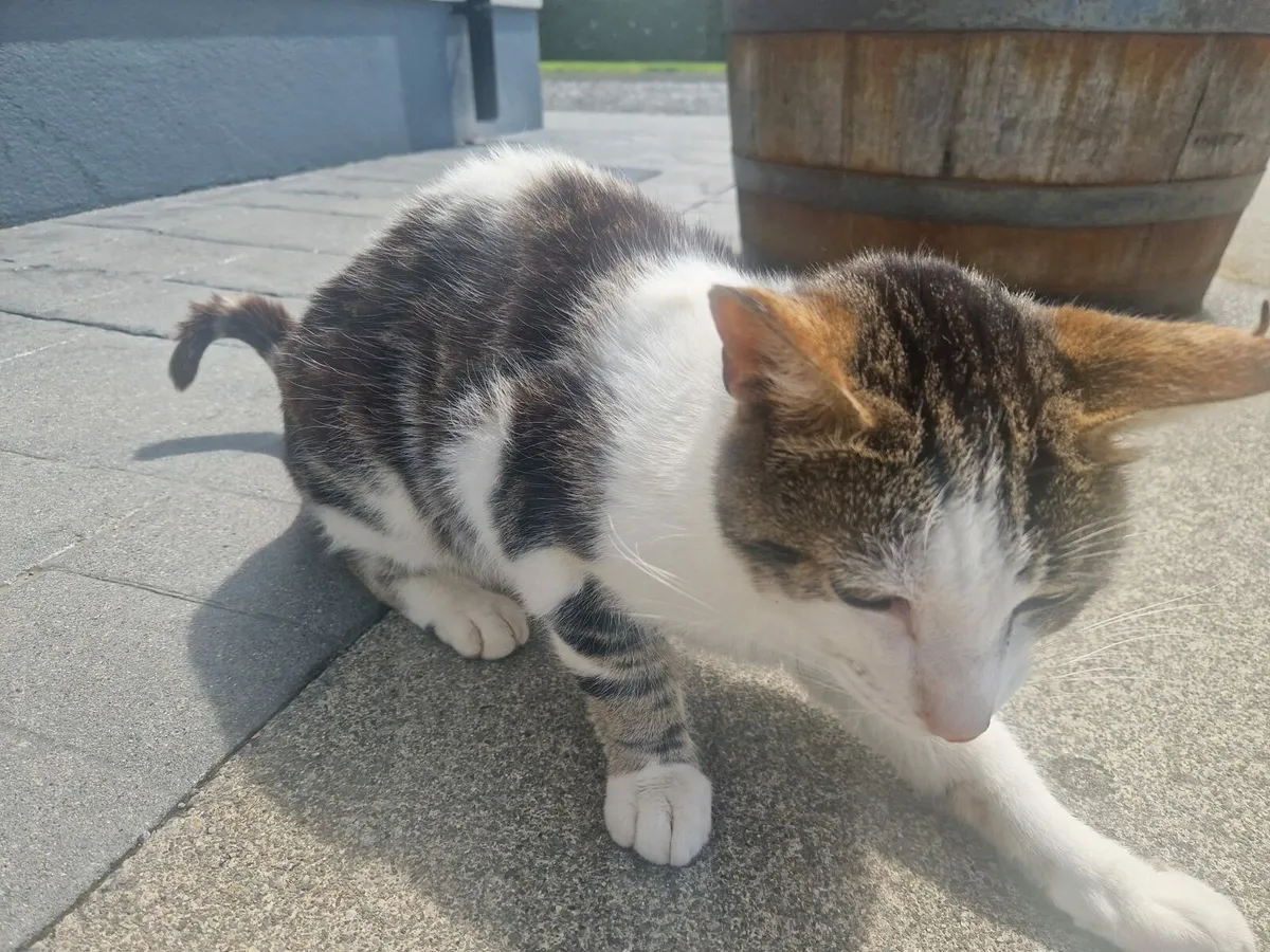 2 Cats - Image 2