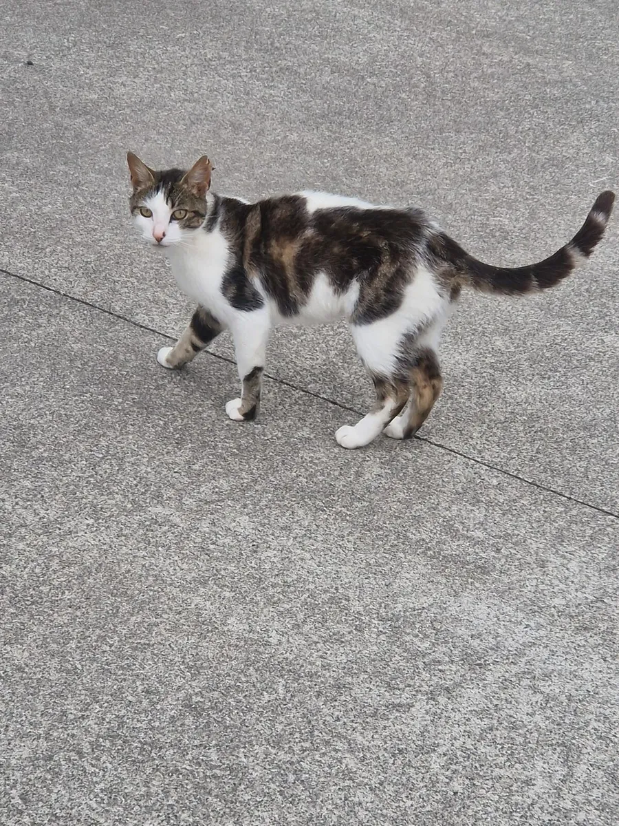 2 Cats - Image 3