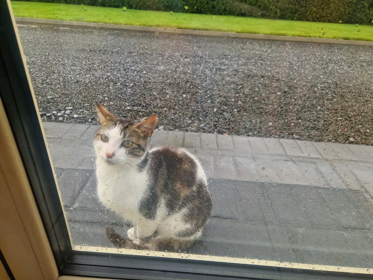 2 Cats - Image 4