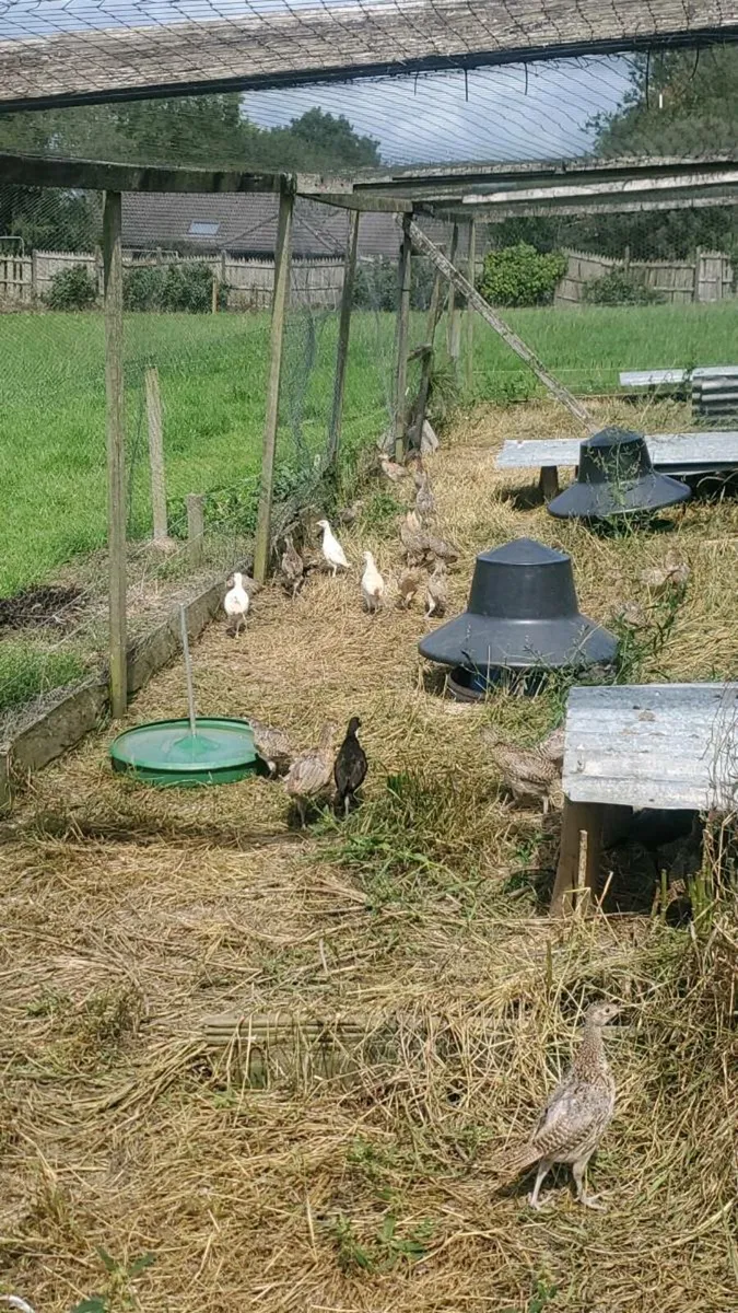 Pheasants - Image 1