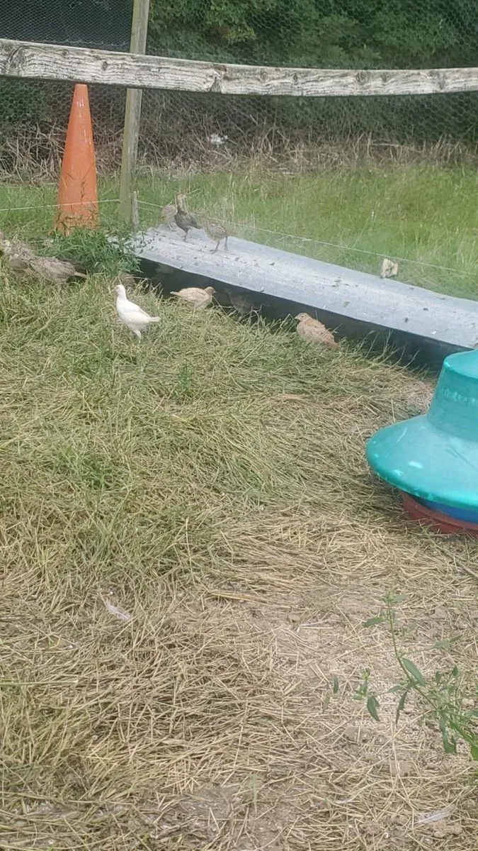 Pheasants - Image 2