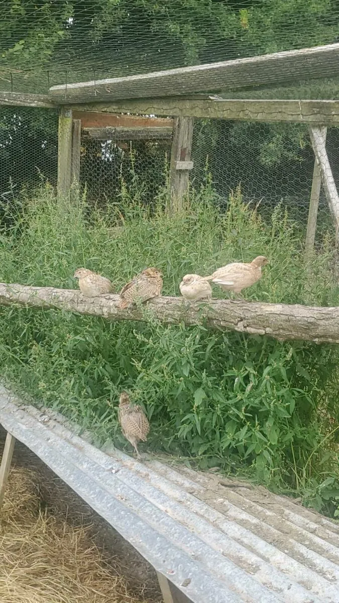 Pheasants - Image 3