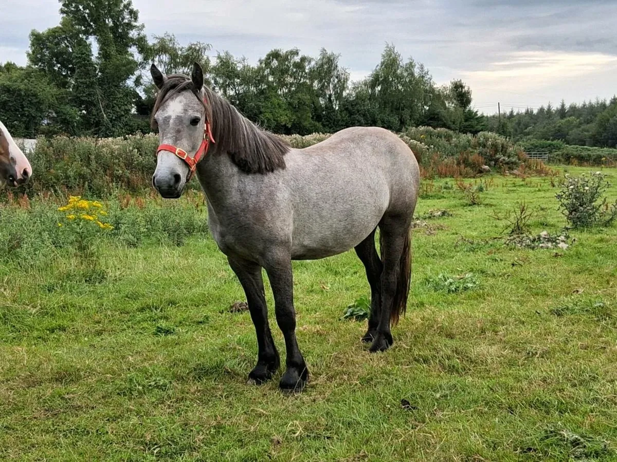 Mare Pony - Image 4