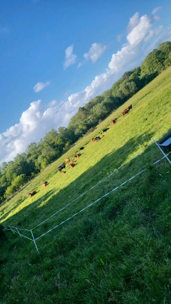 Wanted land for cattle