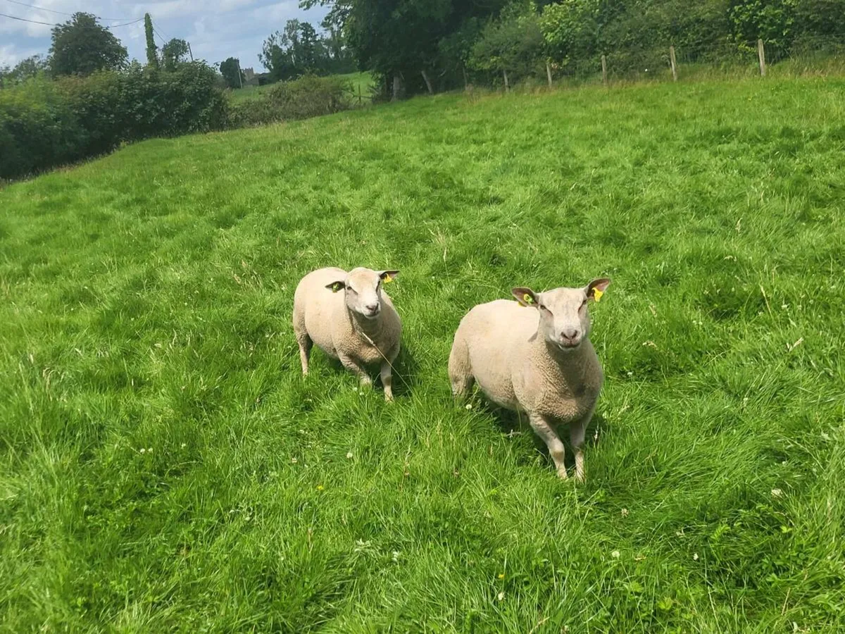 PBR CHAROLLAIS HOGGOT RAMS - Image 4