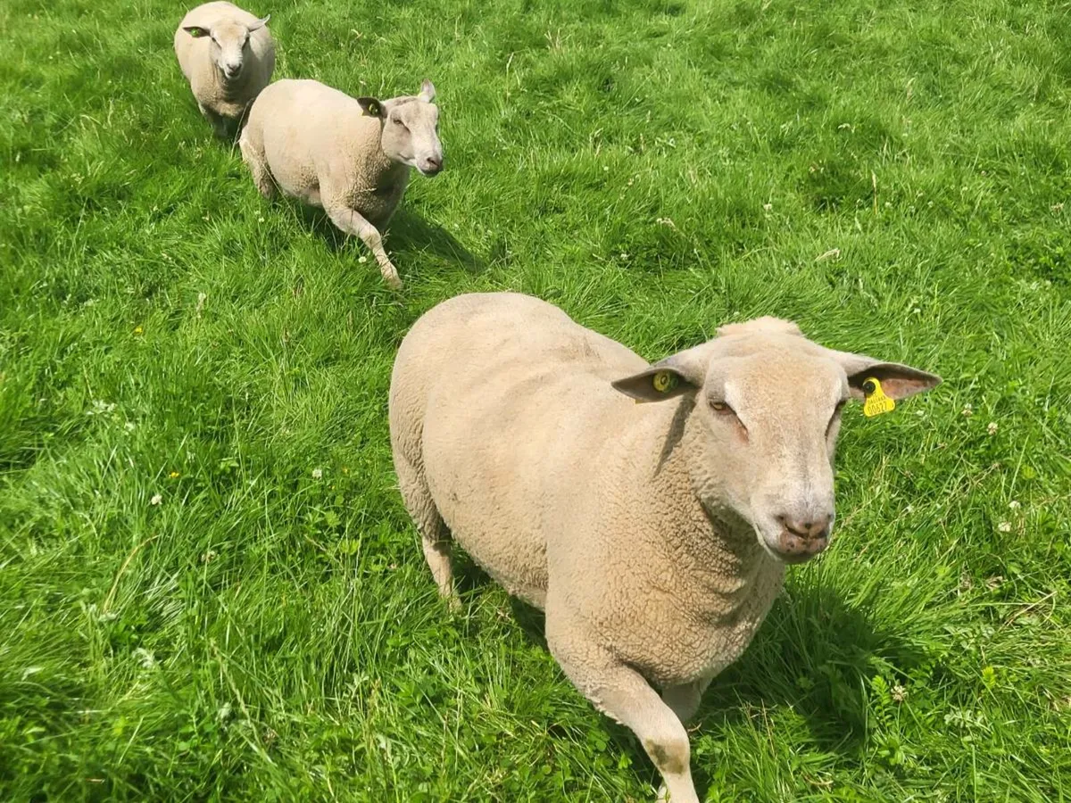 PBR CHAROLLAIS HOGGOT RAMS - Image 1