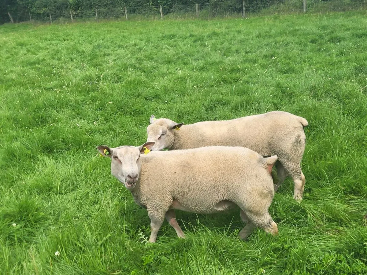 PBR CHAROLLAIS HOGGOT RAMS - Image 2