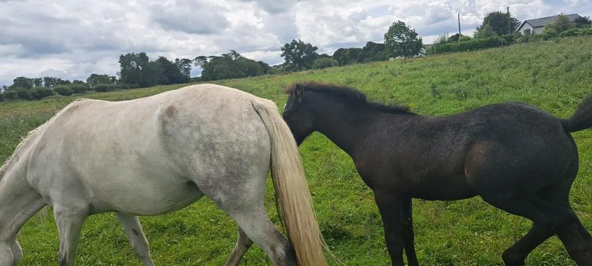 Connemara Ponies - Image 2