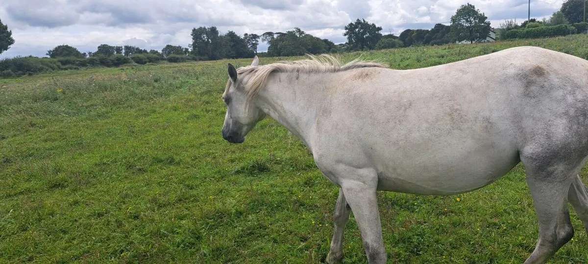 Connemara Ponies - Image 3