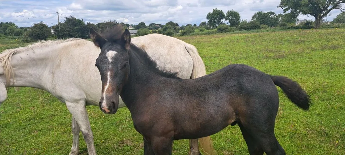 Connemara Ponies - Image 4