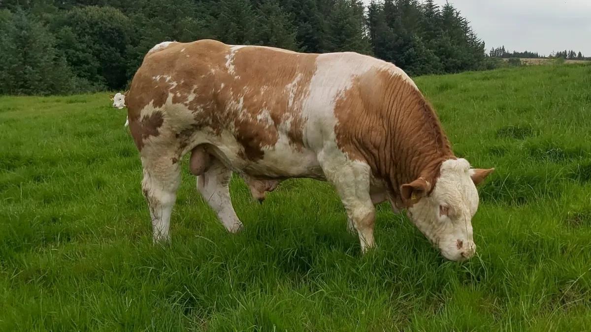 Pedigree Simmental Bull - Image 1