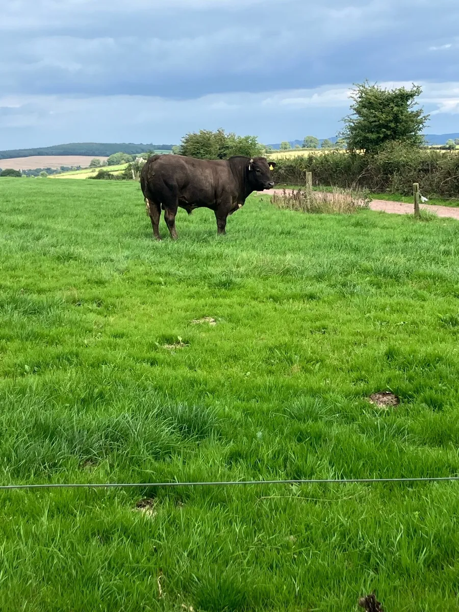 BB weanling - Image 2