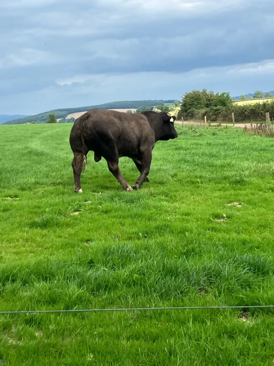 BB weanling - Image 3