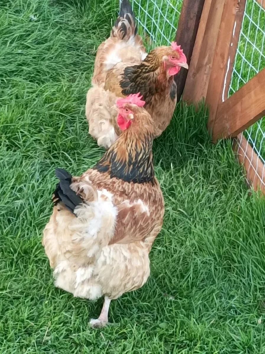 Poultry - Image 1