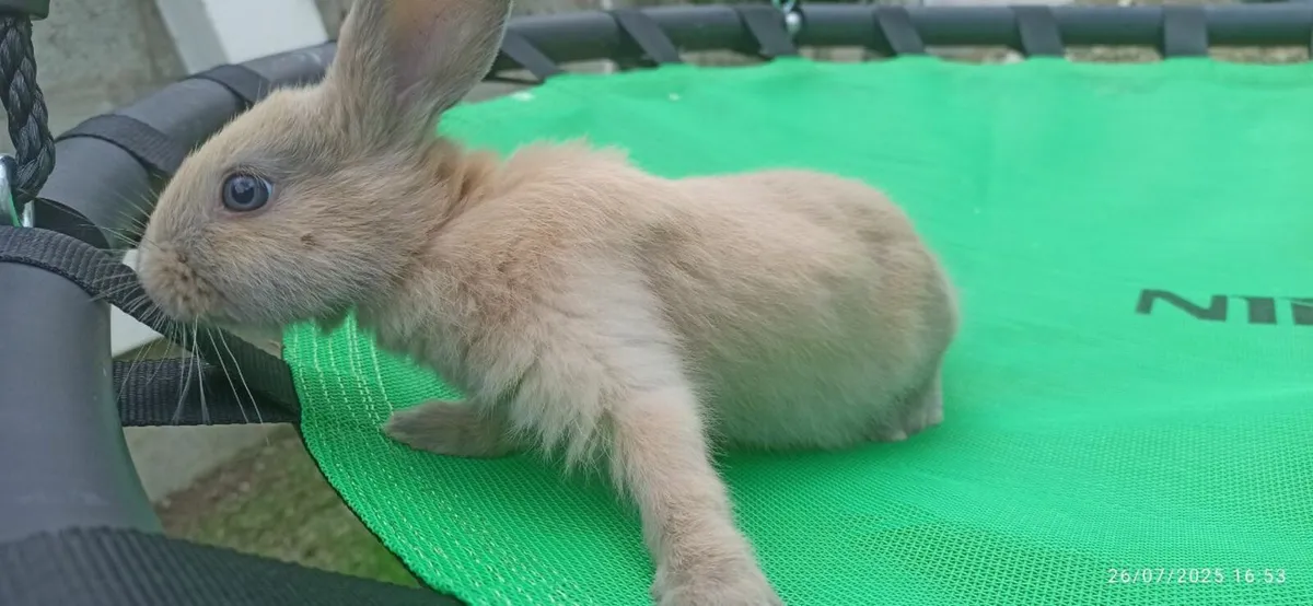 Rabbit for sale - Image 3