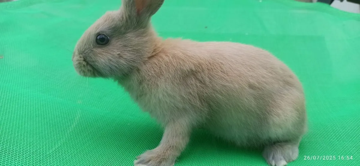Rabbit for sale - Image 4