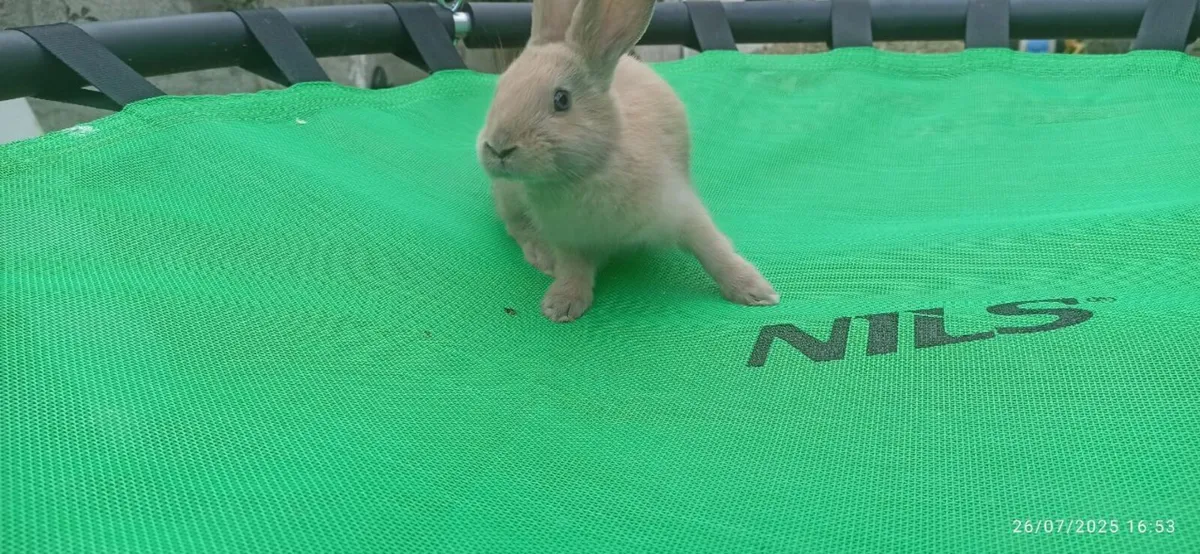 Rabbit for sale - Image 1