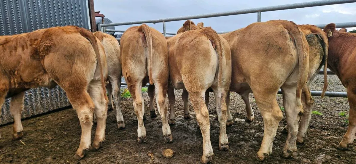 10 Exceptional U Grade LMX Heifers* - Image 2