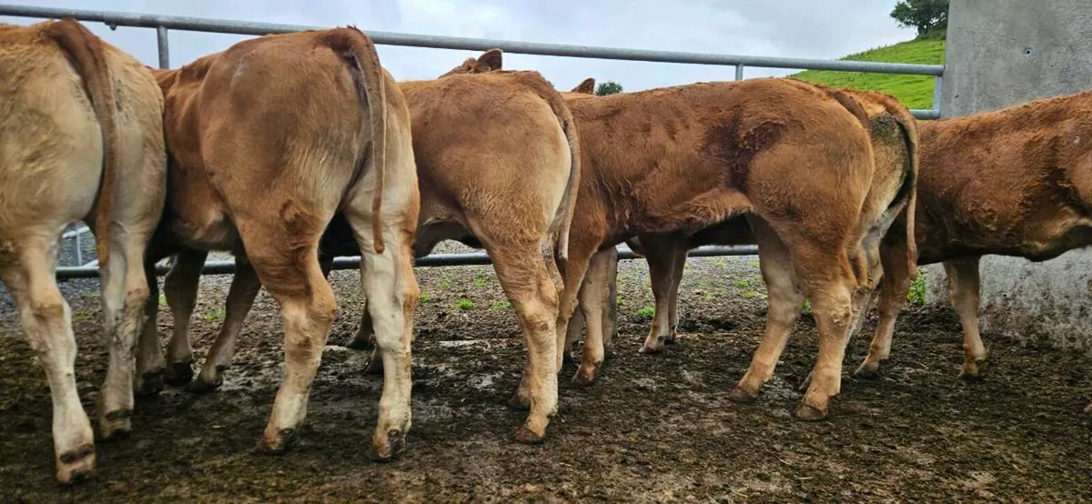 10 Exceptional U Grade LMX Heifers* - Image 3