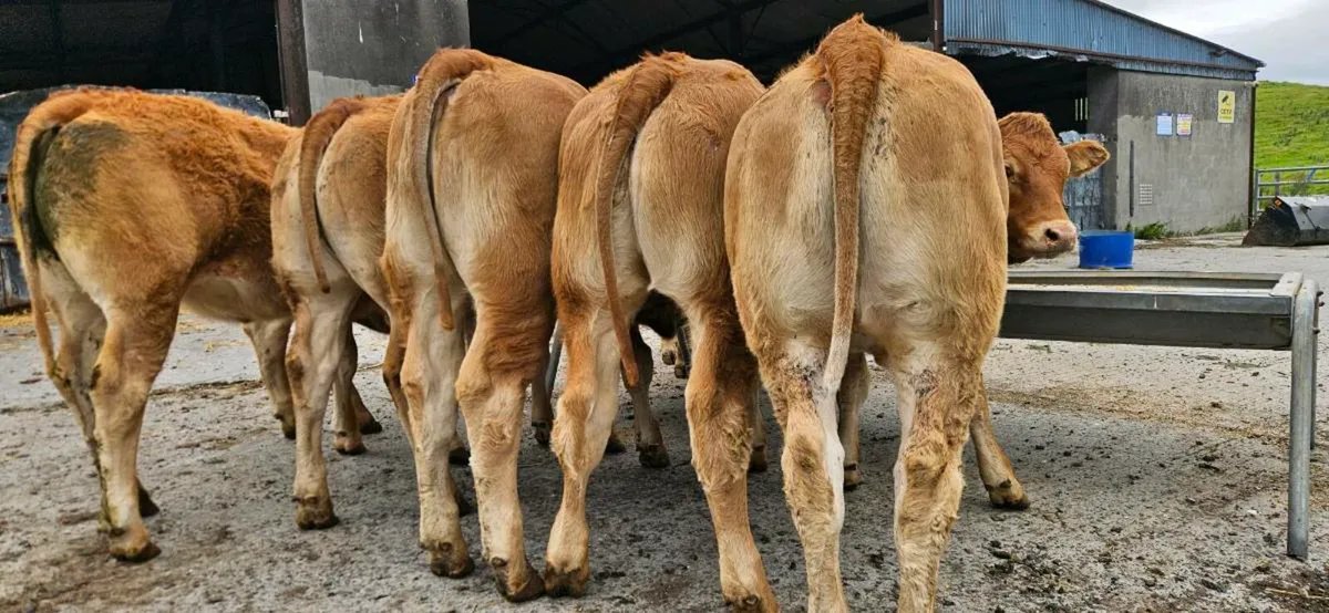 10 Exceptional U Grade LMX Heifers* - Image 1